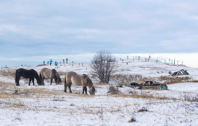 Đàn ngựa gặm cỏ trên cánh đồng phủ đầy tuyết gần nghĩa địa ô tô bên ngoài ngôi làng Kuzomen ở vùng Murmansk, Nga. (Nguồn Guardian)