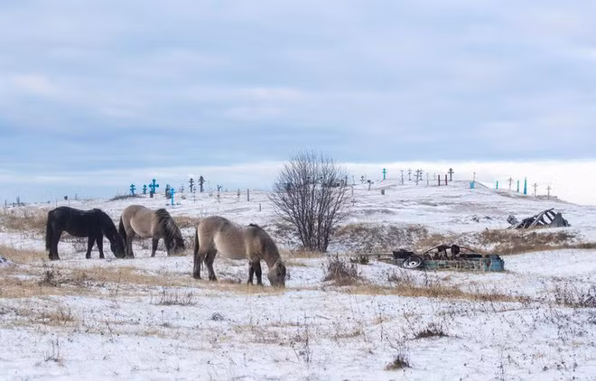Đàn ngựa gặm cỏ trên cánh đồng phủ đầy tuyết gần nghĩa địa ô tô bên ngoài ngôi làng Kuzomen ở vùng Murmansk, Nga. (Nguồn Guardian)