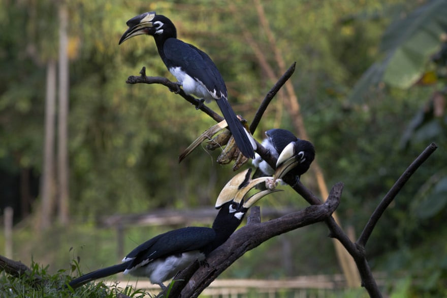 Chim cao cát phượng phương đông thưởng thức chuối tại ngôi làng Mayong ở ngoại ô thành phố Gauhati, Ấn Độ. (Nguồn Guardian)
