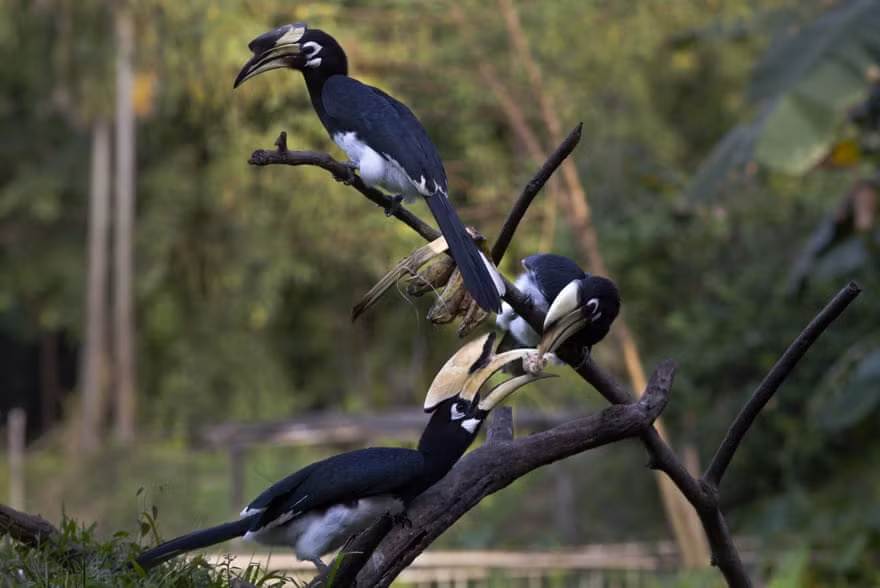 Chim cao cát phượng phương đông thưởng thức chuối tại ngôi làng Mayong ở ngoại ô thành phố Gauhati, Ấn Độ. (Nguồn Guardian)