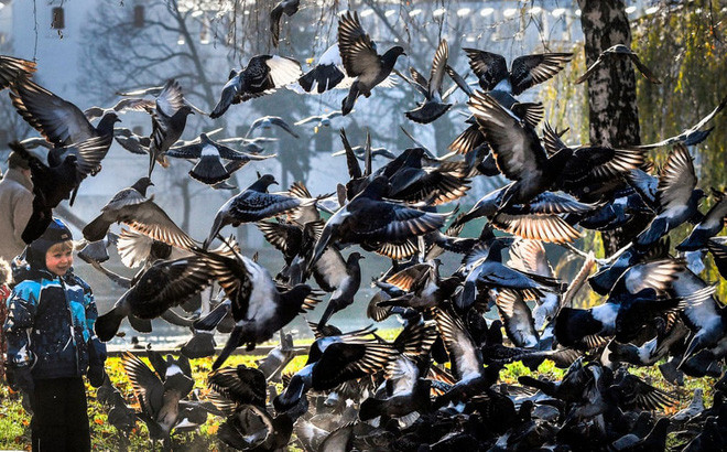 Cậu bé chơi với đàn chim bồ câu trong một công viên ở thành phố Moscow, Nga. (Nguồn Guardian)