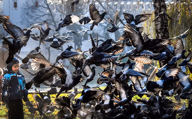 Cậu bé chơi với đàn chim bồ câu trong một công viên ở thành phố Moscow, Nga. (Nguồn Guardian)