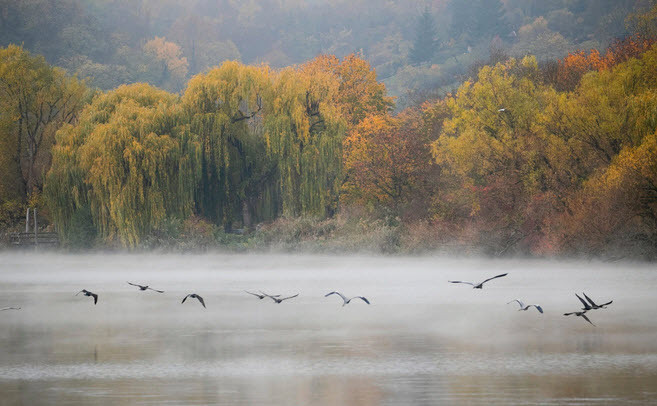 Chim diệc xám bay trên mặt hồ Max-Eyth phủ đầy sương mù ở thành phố Stuttgart, Đức. (Nguồn Guardian)