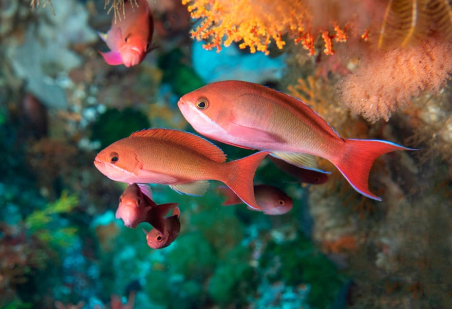 Đàn cá vàng trú dưới rạn san hô ở ngoài khơi Cape Town, Nam Phi. (Nguồn Guardian)