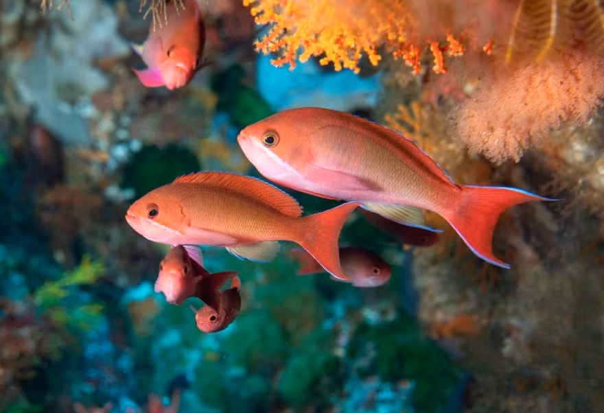 Đàn cá vàng trú dưới rạn san hô ở ngoài khơi Cape Town, Nam Phi. (Nguồn Guardian)