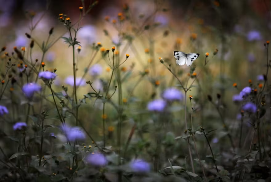 Bướm trắng bay gần bụi hoa ở thành phố Kathmandu, Nepal. (Nguồn Guardian)
