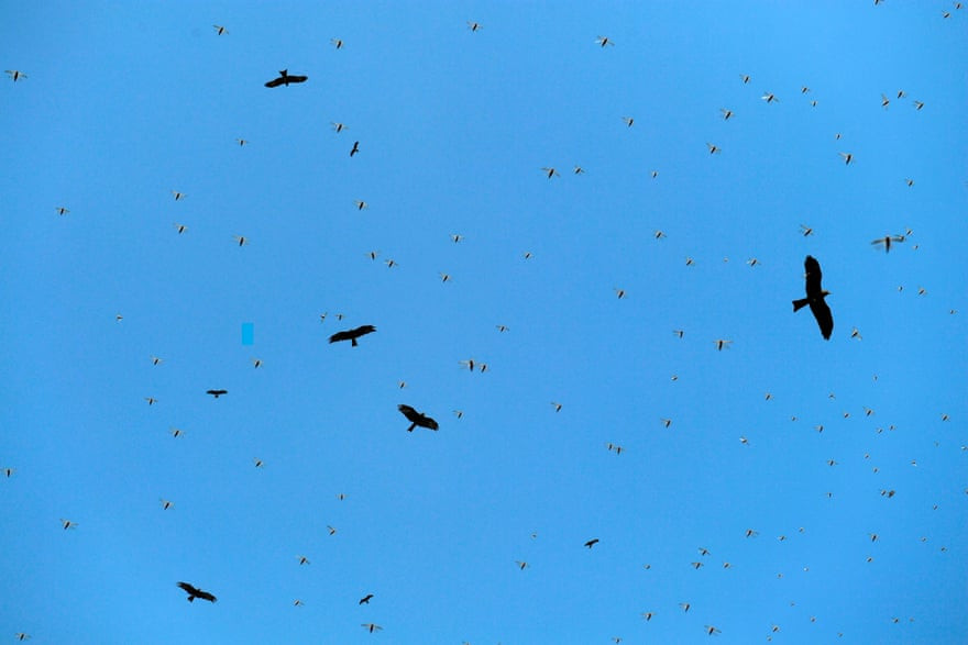 Đại bàng và châu chấu bay trên bầu trời thàn phố Karachi, Pakistan. (Nguồn Guardian)