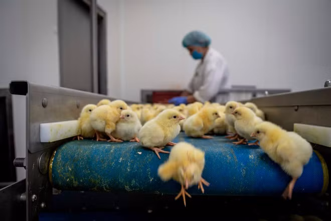 Những chú gà con 1 ngày tuổi được vận chuyển trên dây chuyền tại một nhà máy nhân giống gà ở thành phố Skarżynek, Ba Lan. (Nguồn Guardian)