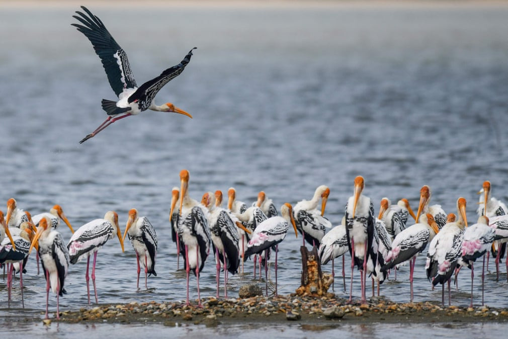 Đàn chim giang sen kiếm ăn dưới hồ Pulicat ở Sriharikota, Andhra Pradesh, Ấn Độ. (Nguồn Guardian)