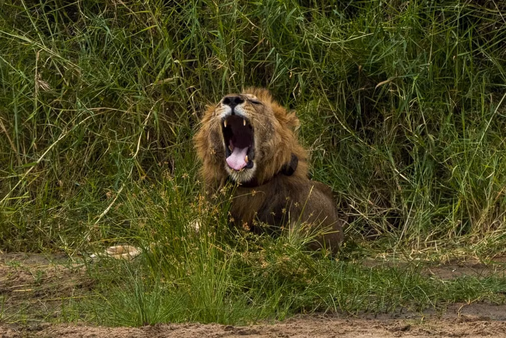 Sư tử đực ngáp trong vườn quốc gia Tarangire, Tanzania. (Nguồn Guardian)