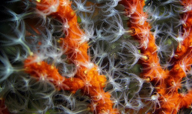 Hình ảnh chụp qua ống kính phóng đại cho thấy các sinh vật đơn bào màu trắng trên san hô đỏ ngoài bờ biển La Ciotat, Pháp. (Nguồn Guardian)