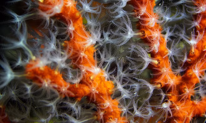 Hình ảnh chụp qua ống kính phóng đại cho thấy các sinh vật đơn bào màu trắng trên san hô đỏ ngoài bờ biển La Ciotat, Pháp. (Nguồn Guardian)