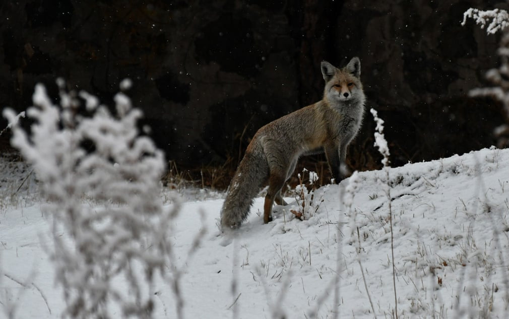 Cáo kiếm canh trên cánh đồng tuyết trắng ở tỉnh Kars, Thổ Nhĩ Kỳ. (Nguồn Guardian)