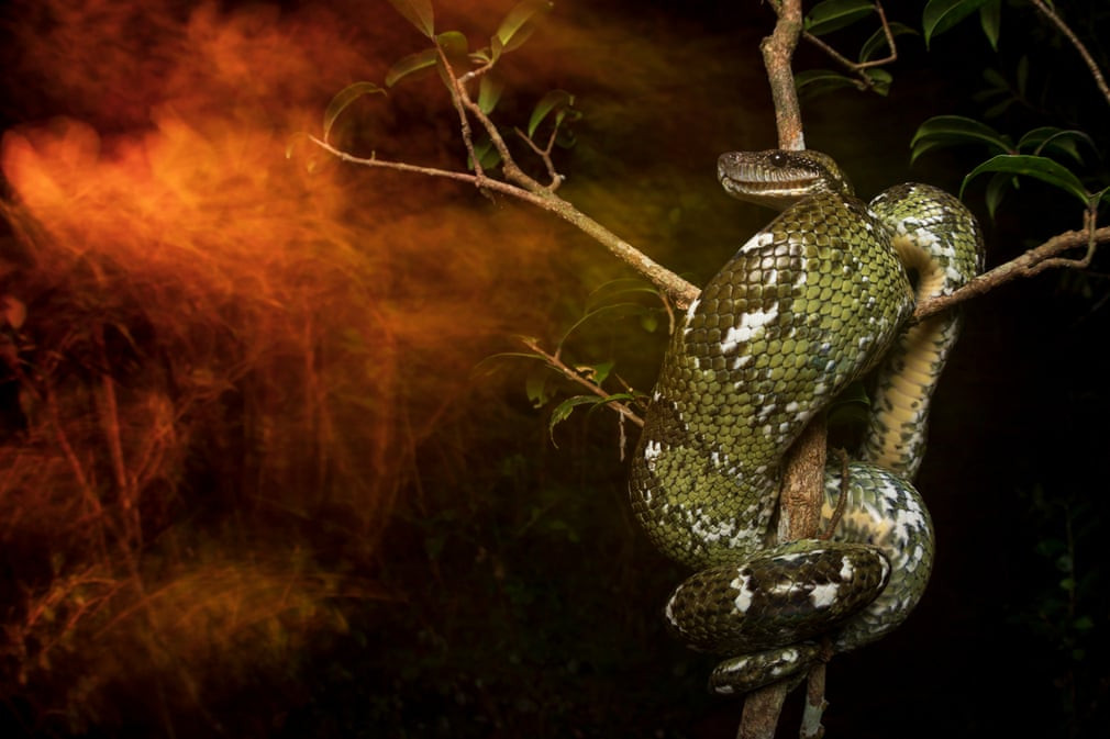  Trăn cuộn trên thân cây ở Madagascar. (Nguồn Guardian)