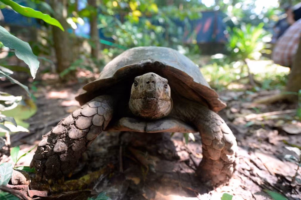 Rùa châu Á sống trong một khu bảo tồn thiên nhiên ở Rajendrapur, Bangladesh. (Nguồn Guardian)