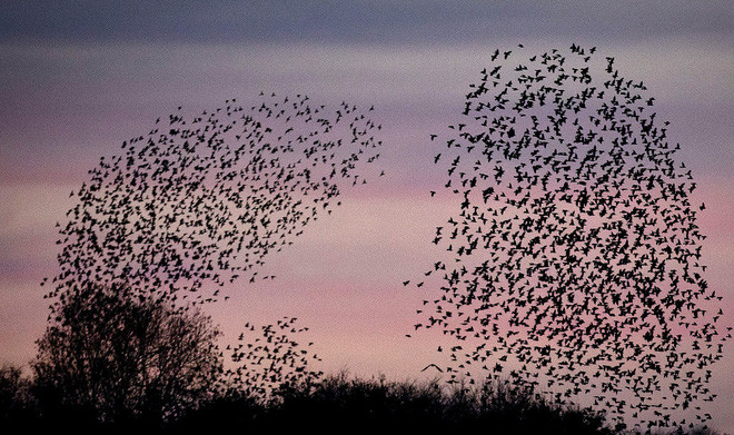 Đàn chim sáo đá bay trên cánh đồng ở Wehrheim gần thành phố Frankfurt, Đức. (Nguồn Guardian)