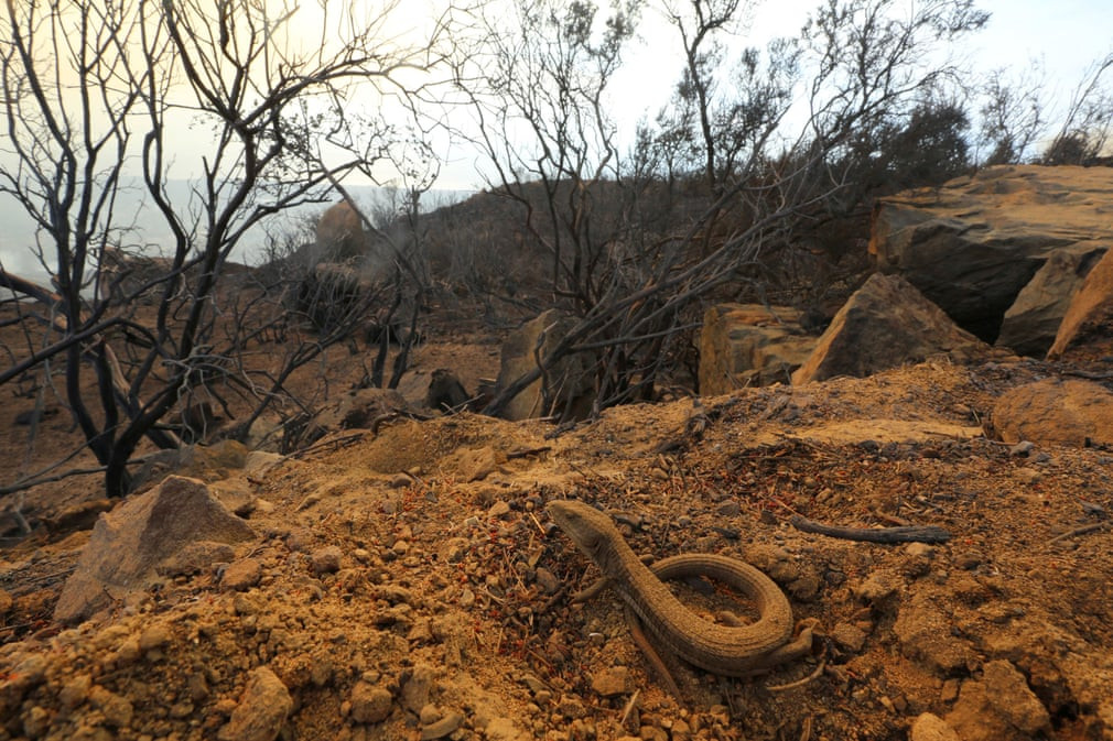 Thằn lằn xuất hiện sau cháy rừng ở thành phố Santa Barbara, bang California, Mỹ. (Nguồn Guardian)
