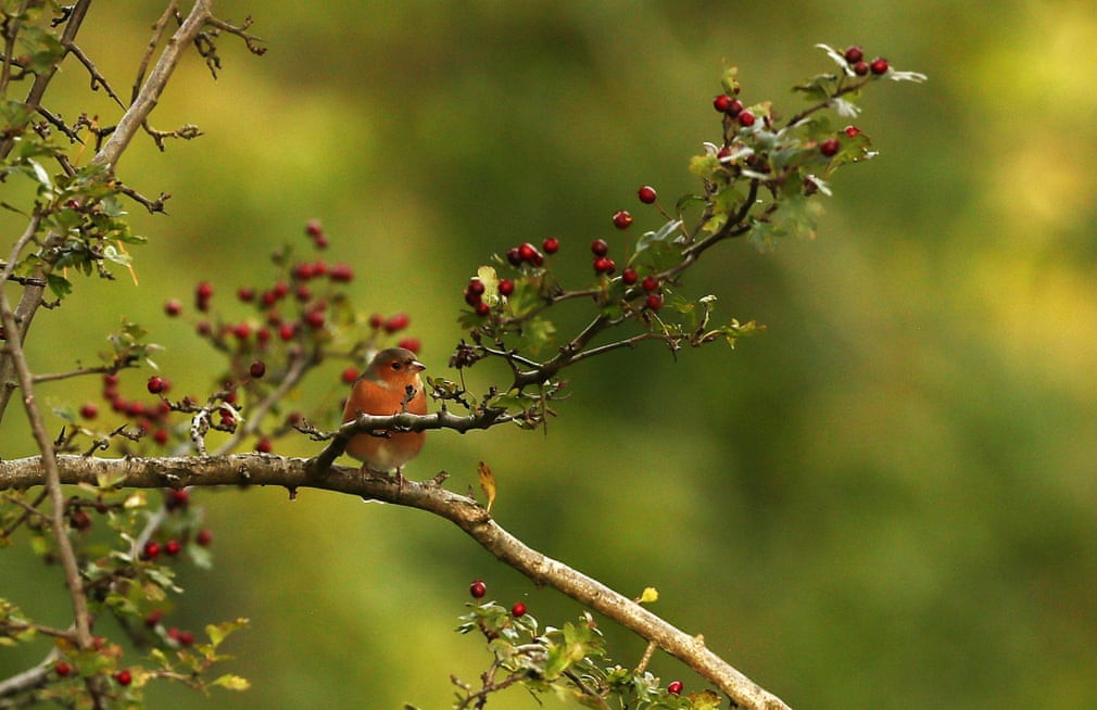 Chim robin đậu trên cành cây trong viên Phoenix, Dublin, Ireland. (Nguồn Guardian)