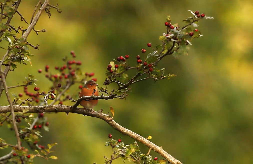 Chim robin đậu trên cành cây trong viên Phoenix, Dublin, Ireland. (Nguồn Guardian)