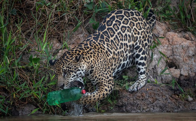 Báo đốm chơi với vỏ chai nhựa dưới sông ở Pantanal, Brazil. (Nguồn Guardian)