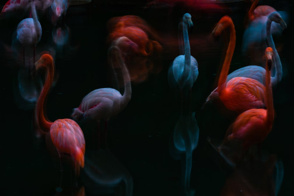 Những con chim hồng hạc nhiều màu sắc trong vườn thú Youngor ở thành phố Ninh Ba, tỉnh Chiết Giang, Trung Quốc. (Nguồn Guardian)