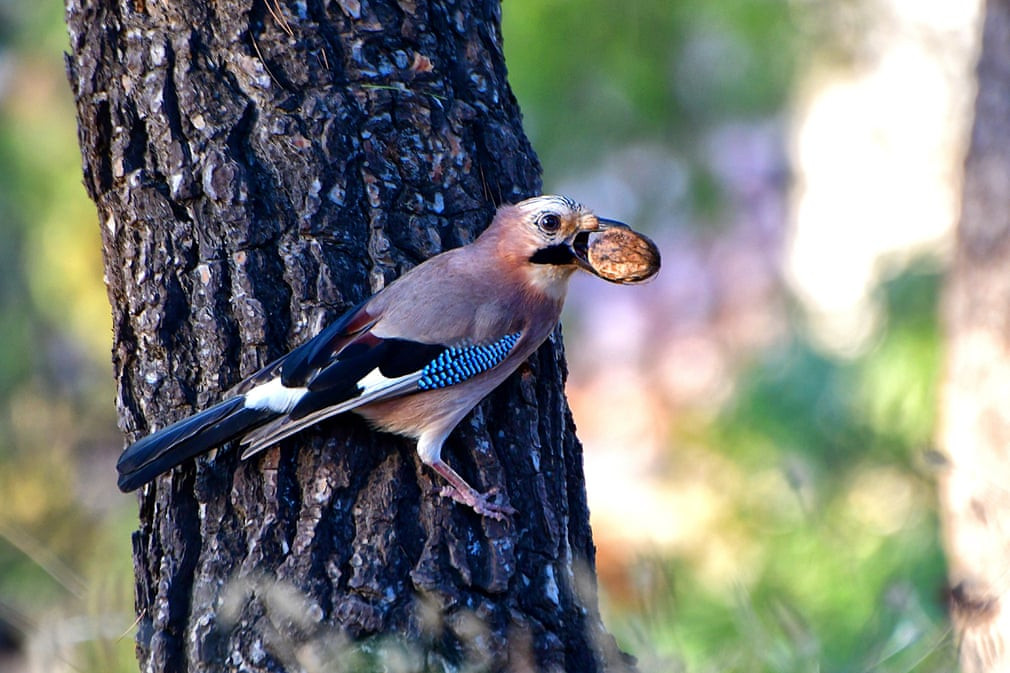 Chim ác lá ngâm hạt trong miệng ở Peloponnese, Hi Lạp. (Nguồn Guardian)