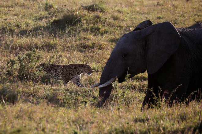 Báo đốm đi qua một con voi khổng lồ trong khu bảo tồn thiên nhiên Maasai Mara, Kenya. (Nguồn Guardian)