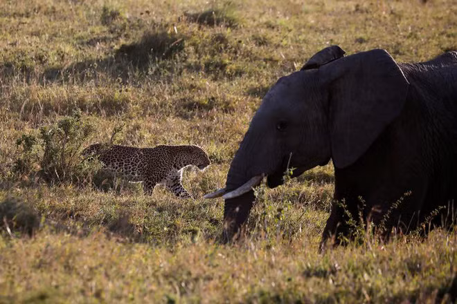 Báo đốm đi qua một con voi khổng lồ trong khu bảo tồn thiên nhiên Maasai Mara, Kenya. (Nguồn Guardian)