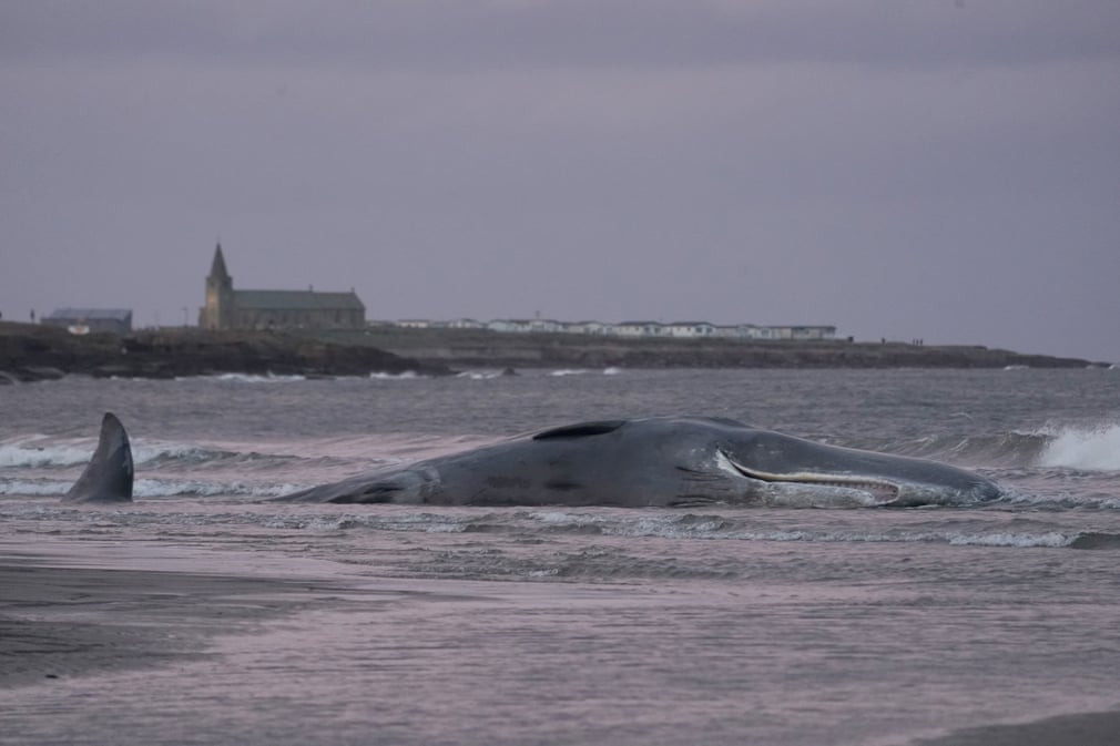 Xác cá voi khổng lồ dạt vào bờ biển Northumberland, Anh. (Nguồn Guardian)