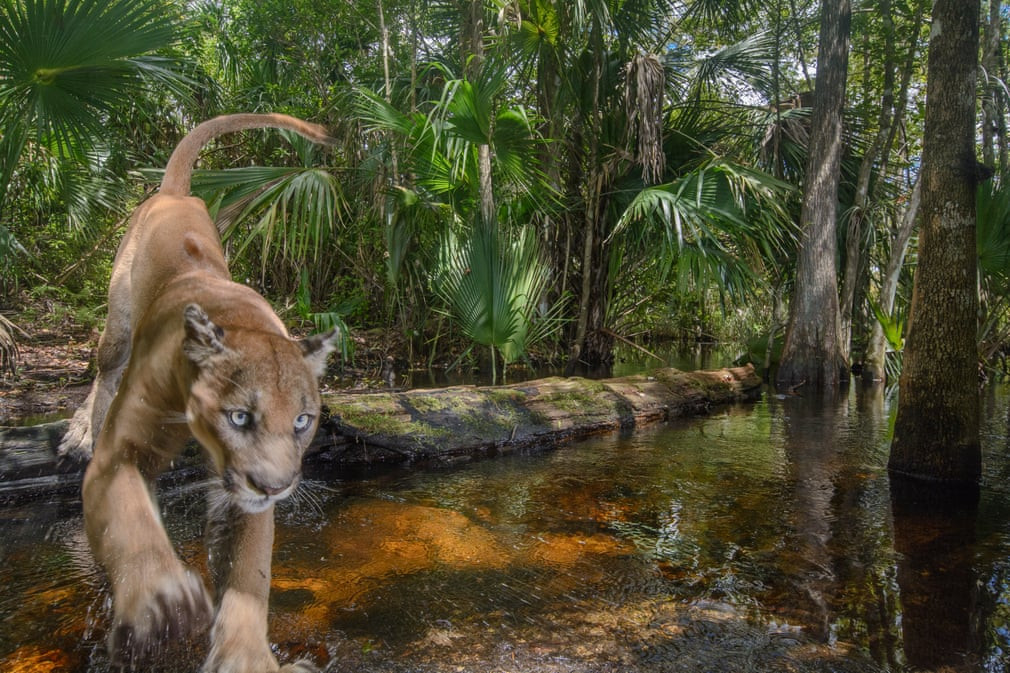 Báo nhảy qua con suối trong một khu bảo tồn thiên nhiên ở Everglades, Mỹ. (Nguồn Guardian)