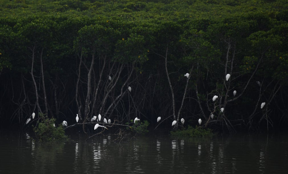 Chim diệc nghỉ ngơi trong khu rừng ngập mặn tại khu bảo tồn Dongzhaigang, tỉnh Hải Nam, Trung Quốc. (Nguồn Guardian)