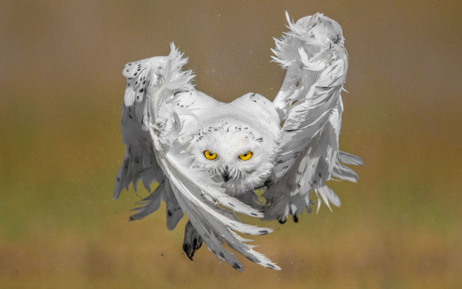  Chim cú tuyết bay săn mồi trên cánh đồng ở miền nam Kuwait. (Nguồn Guardian)