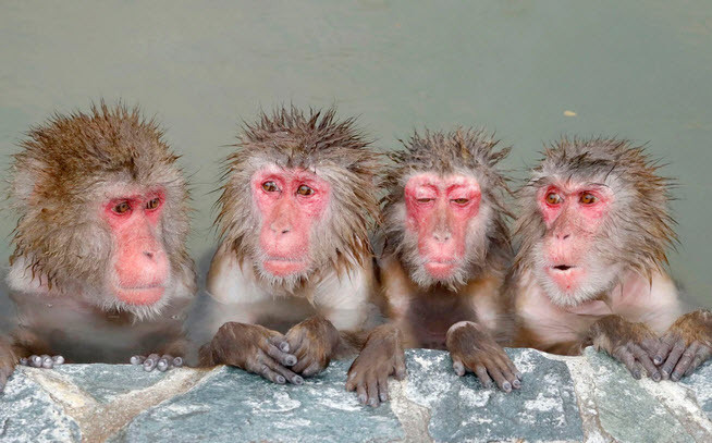 Khỉ tuyết ngâm mình trong suối nước nóng trong vườn nhiệt đới Hakodate ở miền bắc Nhật Bản. (Nguồn Guardian)