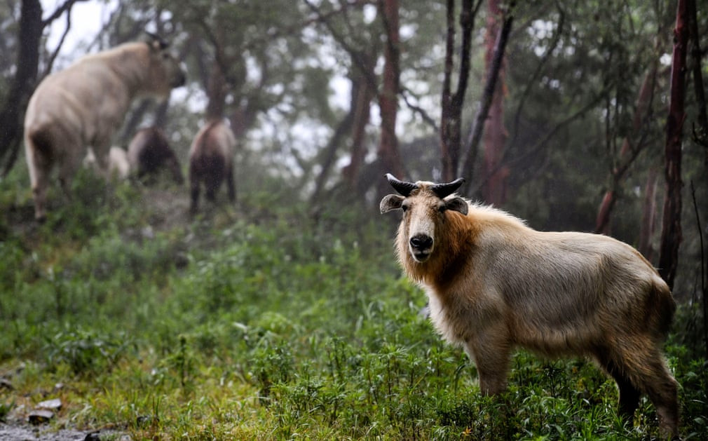 Trâu rừng tây tạng sống trên dãy núi Tần Lĩnh ở tây bắc Trung Quốc. (Nguồn Guardian)