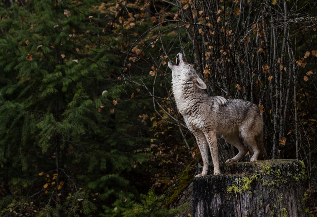Sói đồng cỏ sống trong rừng ở Montana, Mỹ. (Nguồn Guardian)