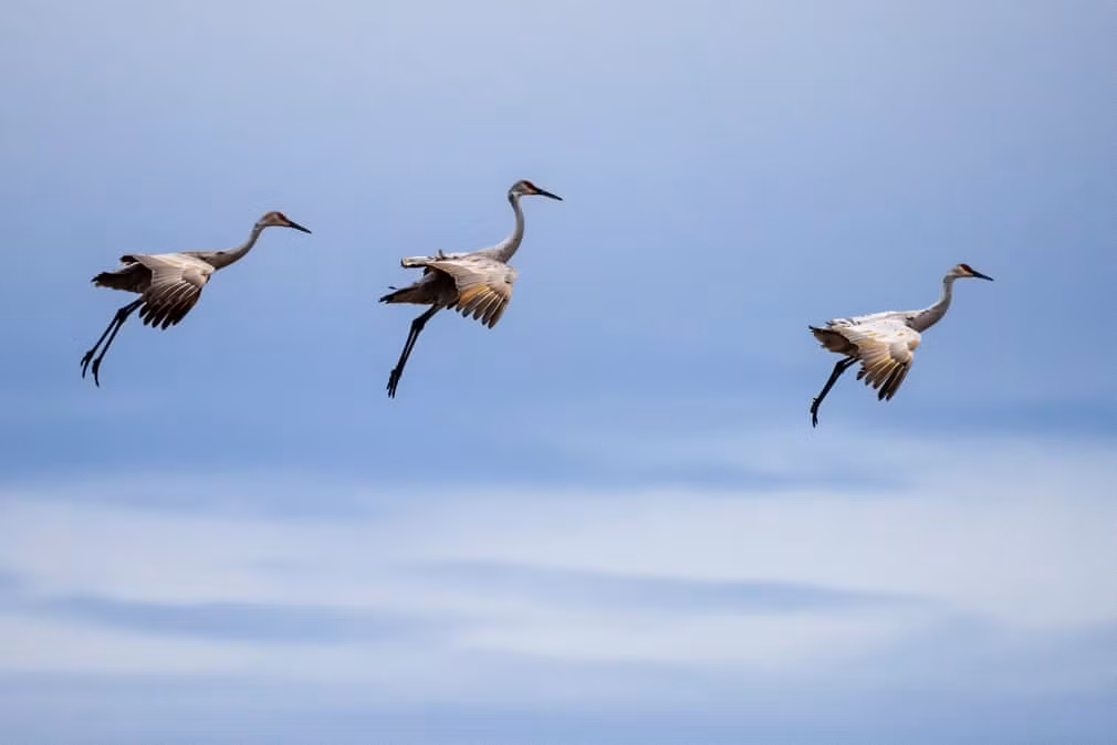 Chim sếu đồi cát bay trên bầu trời trong vườn quốc gia Bosque Del Apache ở San Antonio, New Mexico, Mỹ. (Nguồn Guardian)