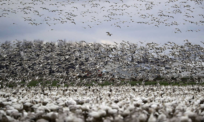 Hàng nghìn con ngỗng tuyết bay tới thung lũng Skagit gần Conway, Washington, Mỹ. (Nguồn Guardian)