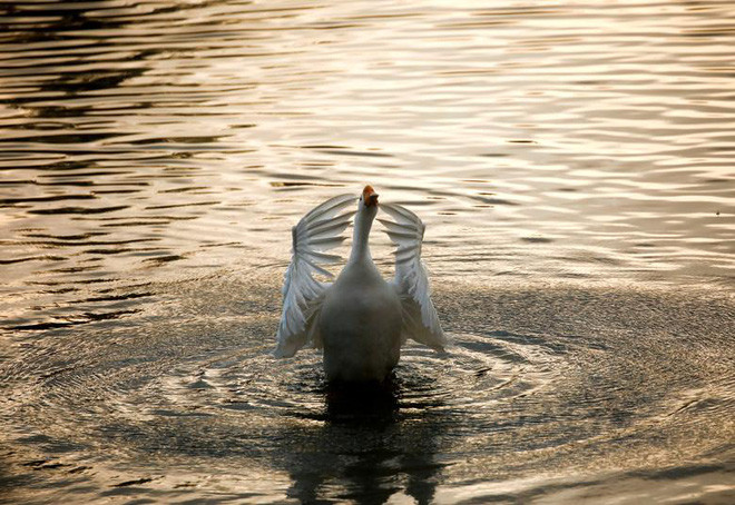 Thiên nga vỗ cánh dưới hồ nước trong vườn thú Trung tâm ở thành phố Lalitpur, Nepal (Nguồn Guardian)
