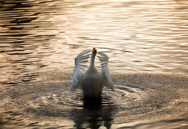 Thiên nga vỗ cánh dưới hồ nước trong vườn thú Trung tâm ở thành phố Lalitpur, Nepal (Nguồn Guardian)