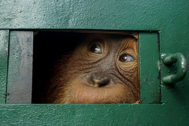 Chú đười ươi nhìn ra ngoài từ trong cũi sau khi được giải thoát khỏi những kẻ buôn lậu ở sân bay Kualanamu, Bắc Sumatra, Indonesia. (Nguồn Guardian)