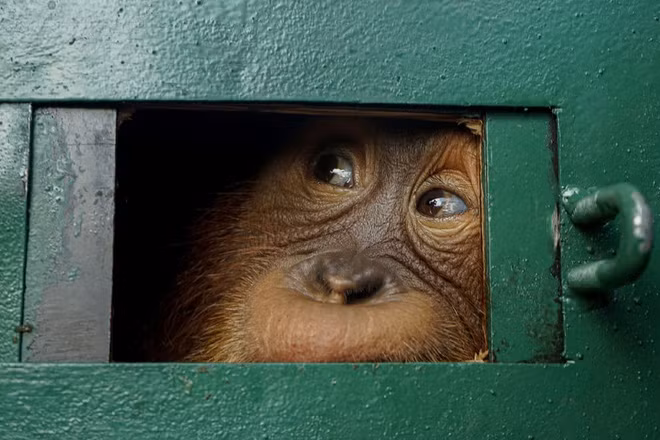Chú đười ươi nhìn ra ngoài từ trong cũi sau khi được giải thoát khỏi những kẻ buôn lậu ở sân bay Kualanamu, Bắc Sumatra, Indonesia. (Nguồn Guardian)