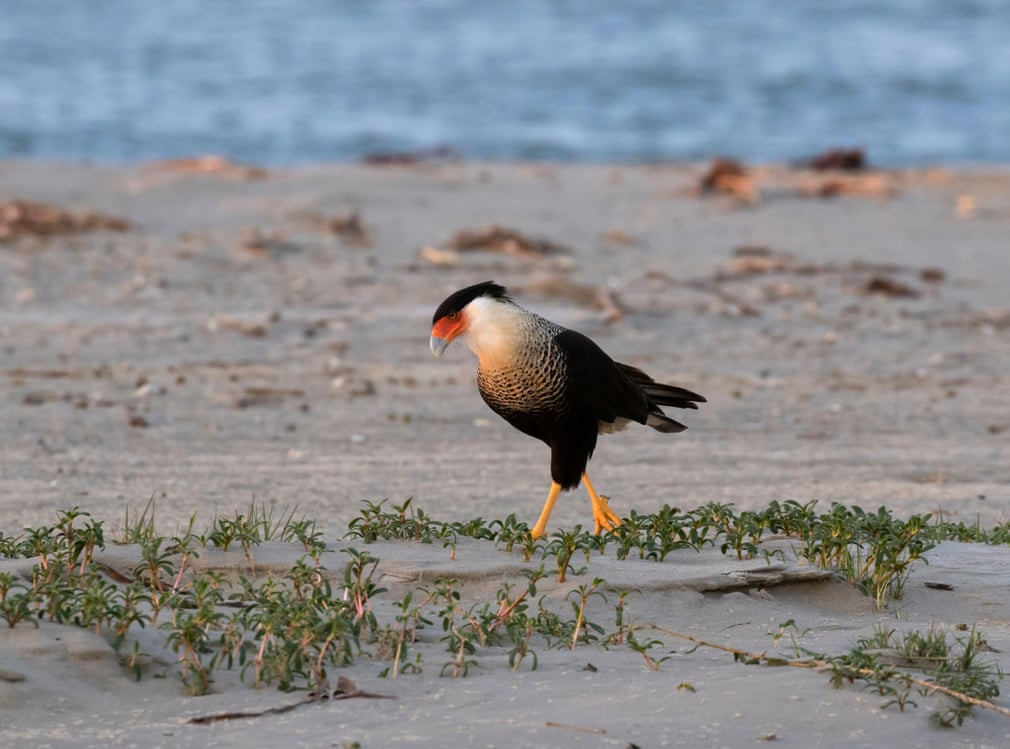 Chim cắt đi trên bãi biển ở thành phố Galveston, bang Texas, Mỹ. (Nguồn Guardian)