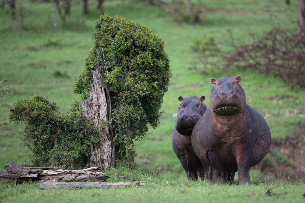 Cặp hà mã tò mò nhìn du khách trong khu bảo tồn Kinyei ở Maasai Mara, Kenya. (Nguồn Guardian)