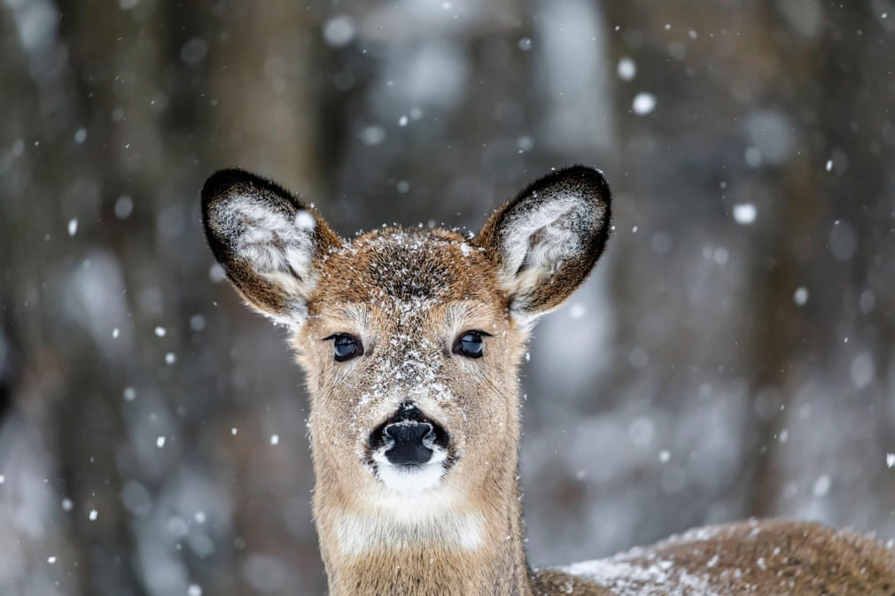 Hươu đuôi trắng đứng dưới mưa tuyết ở Manitoba, Canada. (Nguồn Guardian)