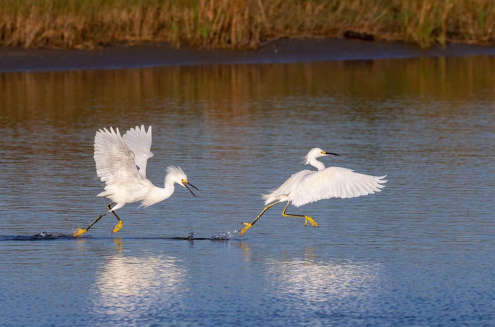 Cặp diệc trắng quyết chiến dưới đầm lầy ở Galveston, Texas, Mỹ. (Nguồn Guardian)