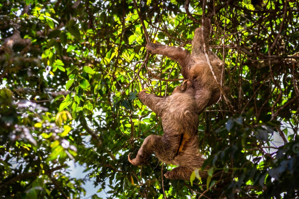 Cặp lười chiến đấu tranh giành lãnh thổ ở Panama. (Nguồn Guardian)