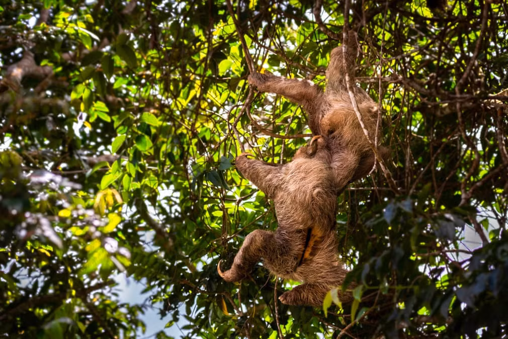 Cặp lười chiến đấu tranh giành lãnh thổ ở Panama. (Nguồn Guardian)