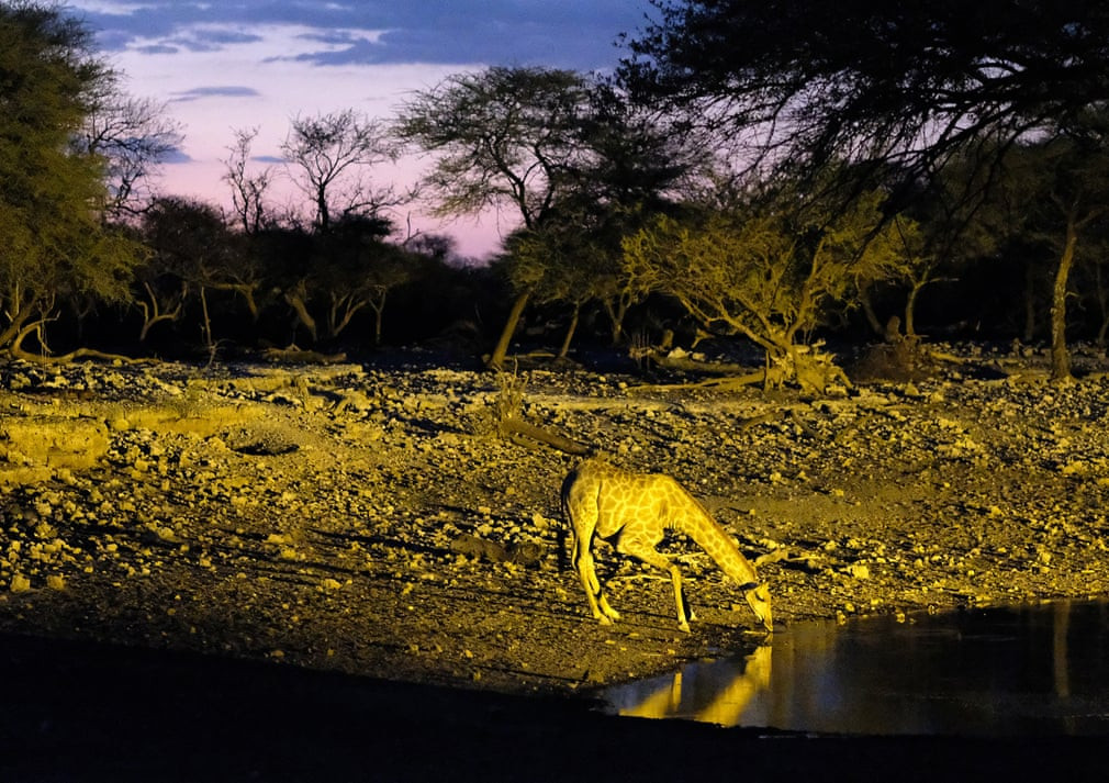 Hươu cao cổ uống nước lúc hoàng hôn trong vườn quốc gia Etosha ở Namibia. (Nguồn Guardian)