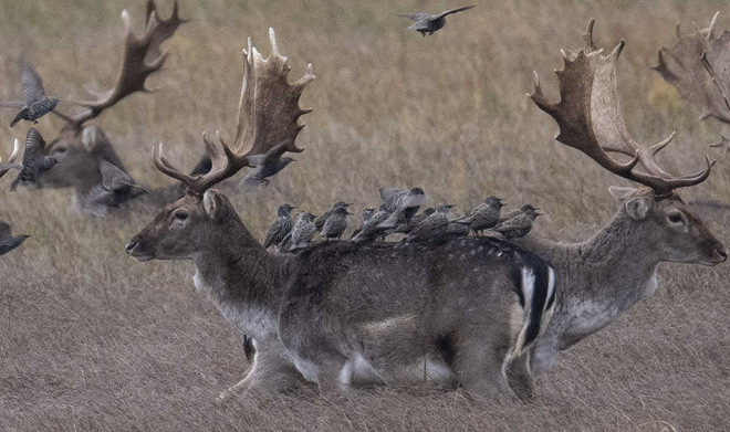 Chim sáo đá đậu trên lưng hươu trong công viên ở thành phố Moenchbruch, Đức. (Nguồn Guardian)