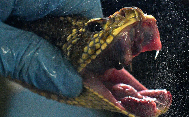 Nhà khoa học lấy chất độc từ miệng rắn đuôi chuông tại viện nghiên cứu Butantan ở thành phố Sao Paulo, Brazil. (Nguồn Guardian)